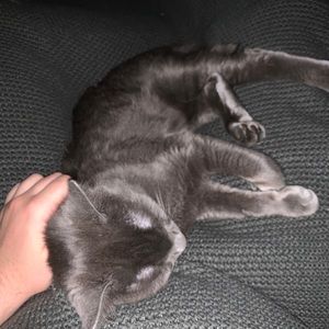 Meet your Posher, Max